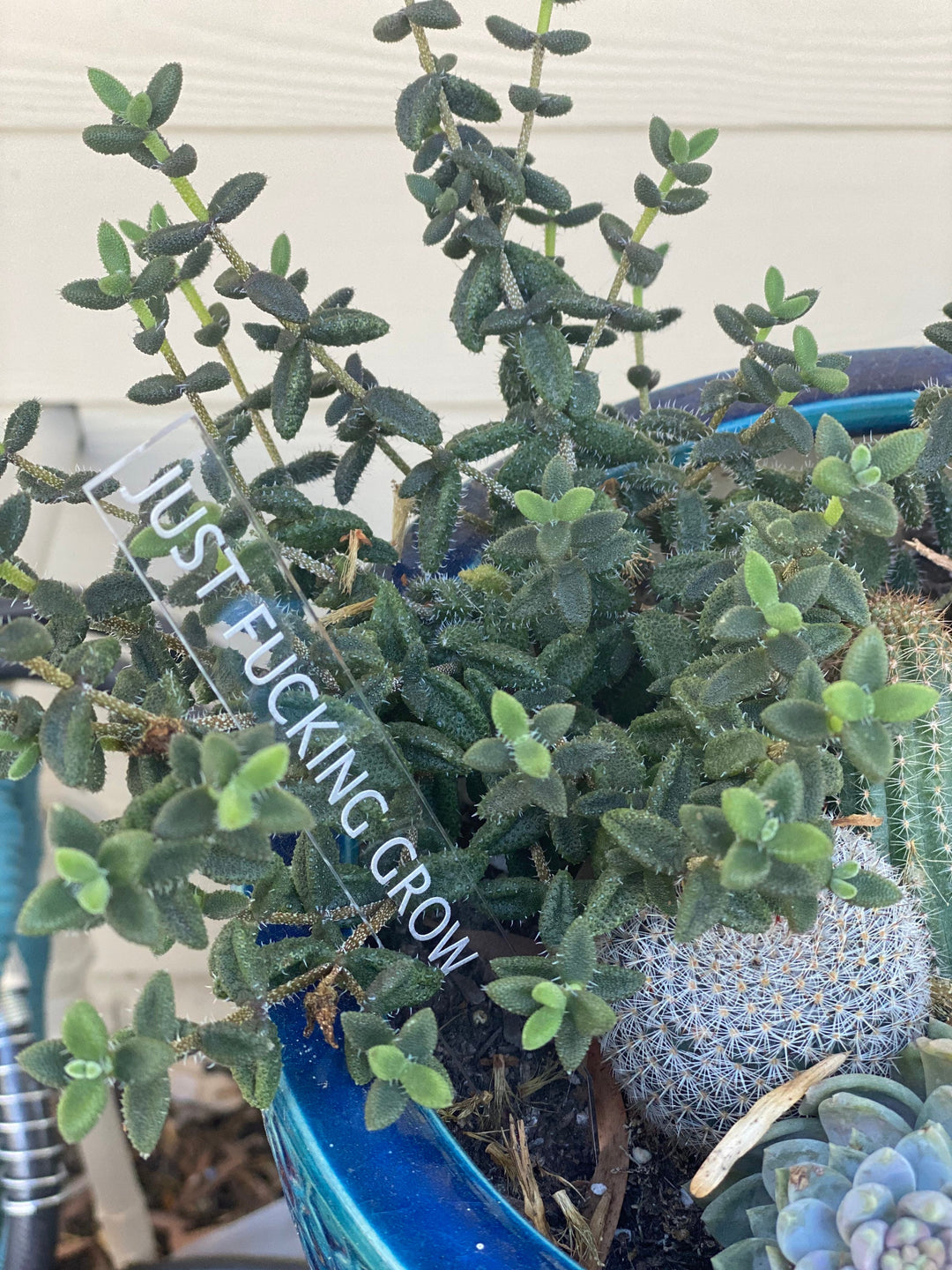 Black Thumb funny garden stakes and plant markers by BubbleHead Ink